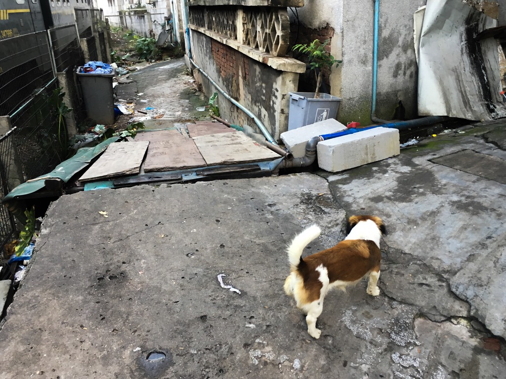 <h4>'34FFC061-7D52-4004-B001-A2C10E480D50_zpsvfztl9lo' 4032 x 3024 | iPhone 6s | 2017-05-24 18:32:45</h4>