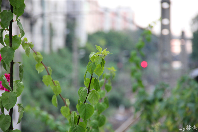 <h4>'IMG_2951_zps9a11c09f' 5184 x 3456 | Canon EOS 550D | 2013-08-12 16:13:11</h4>